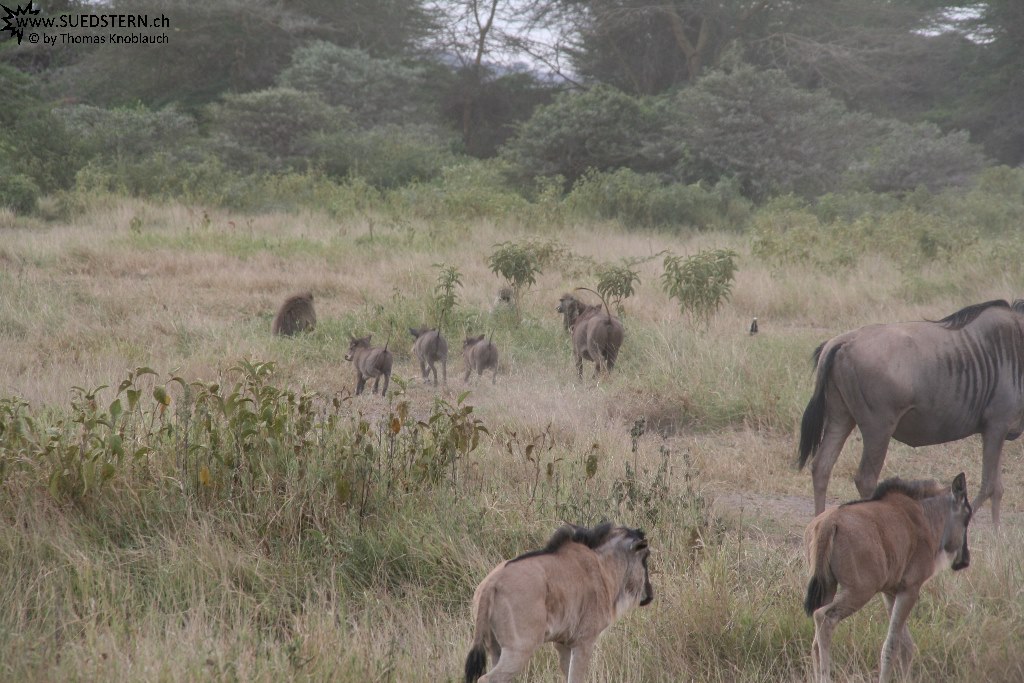 IMG 7958-Kenya, warthog (Kenya Express) runing away with their tails up like antennas